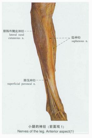 小腿神经(前面观一)