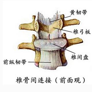 椎间盘上面观