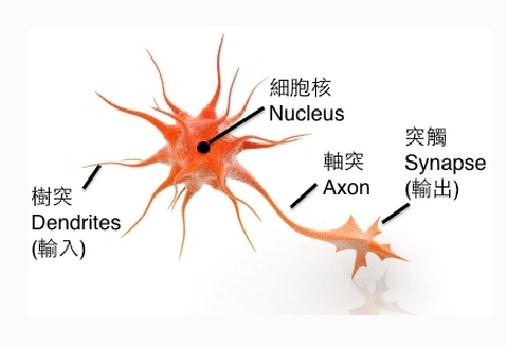 运动神经元模