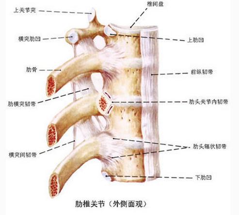 肋椎关节