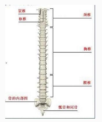 脊柱正面观