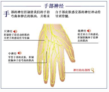 手的神经(后面观)