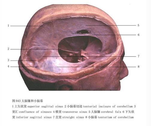 大脑镰和小脑幕