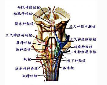 脑部神经