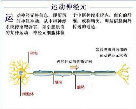 运动神经元