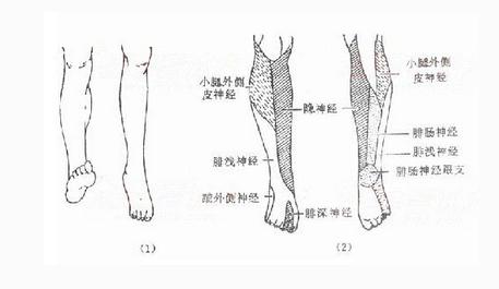 小腿神经(侧面观)