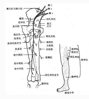 股部的神经(后面观二)