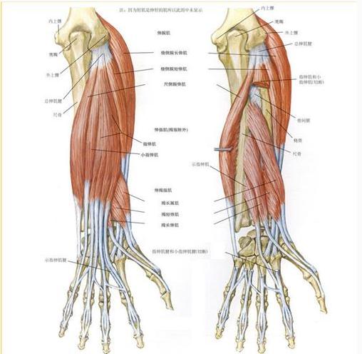 前臂肌肉