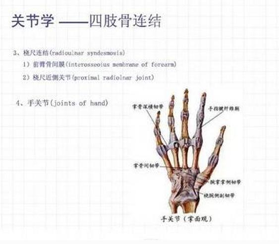 [运动系统]手关节