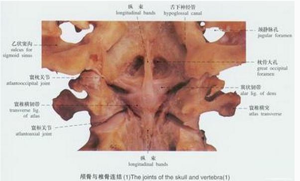 颅骨与椎骨连结