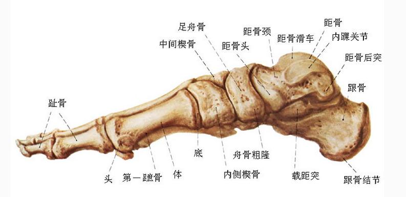 足骨的连接（内侧面观）