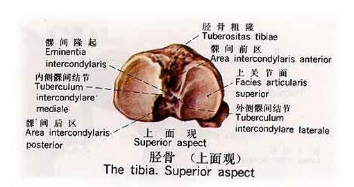[运动系统]胫骨