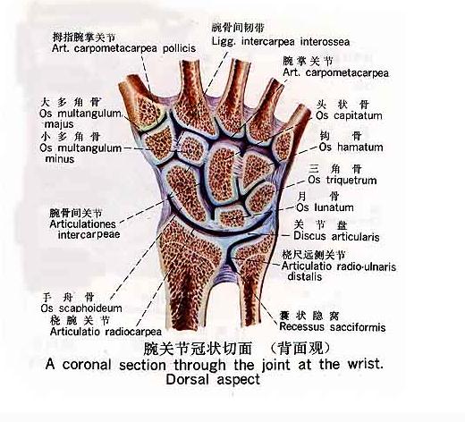 [运动系统]腕关节冠状切面