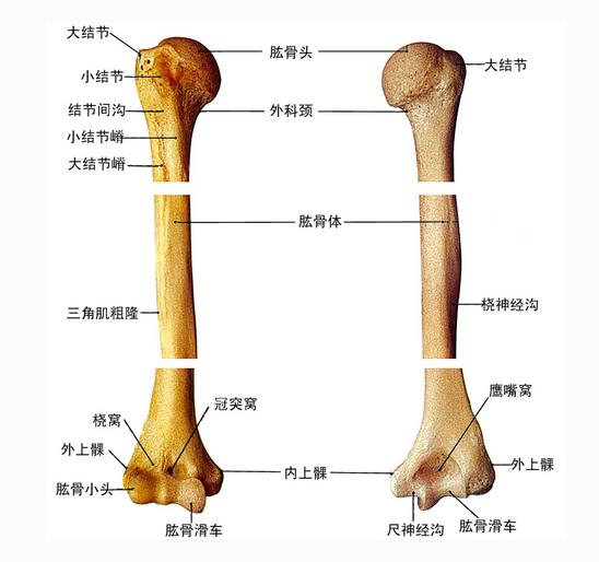 [运动系统]肱骨