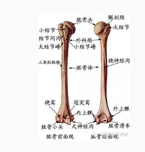[运动系统]肱骨