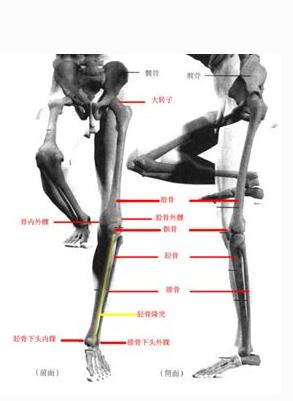 [运动系统]腿骨