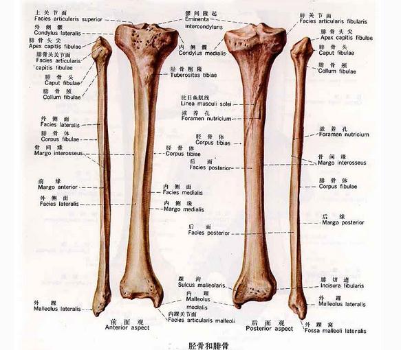 [运动系统]胫骨和腓骨
