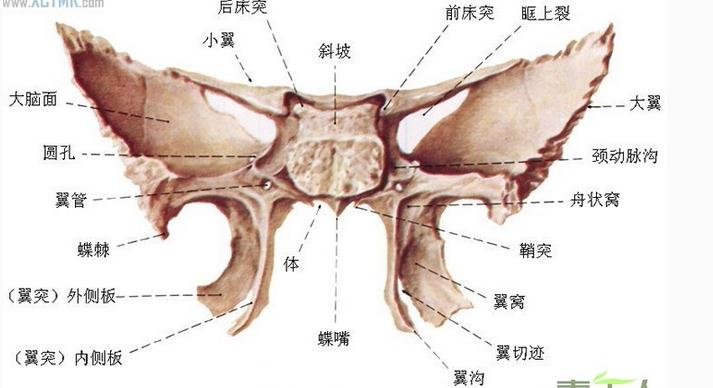 [运动系统]蝶骨