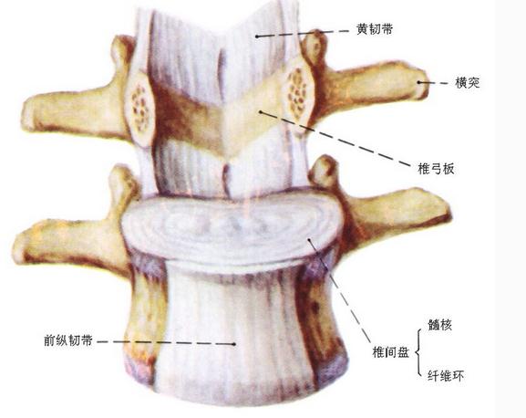 椎骨间连结