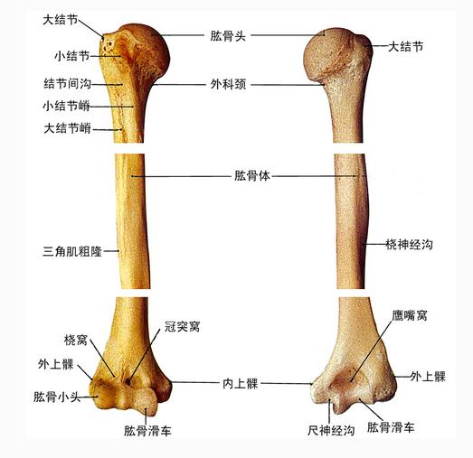 [运动系统]肱骨