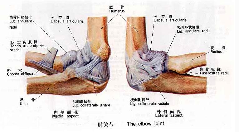 [运动系统]肘关节