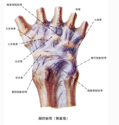 [运动系统]腕的韧带