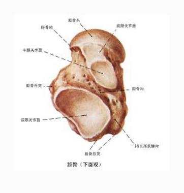 [运动系统]距骨