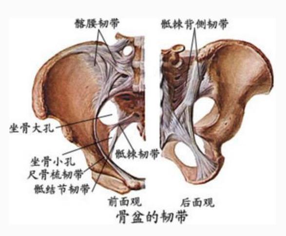 [运动系统]骨盆的韧带