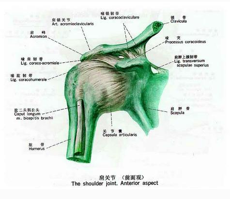 [运动系统]肩关节