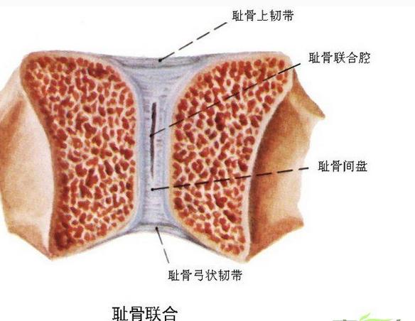 [运动系统]耻骨联合