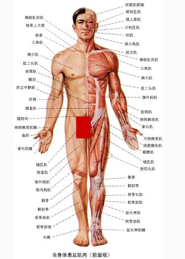 [运动系统]全身体表及肌肉（前面观）