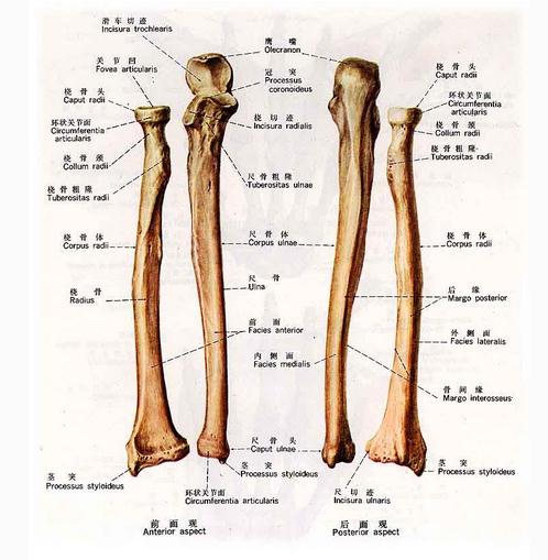 [运动系统]桡骨和尺骨
