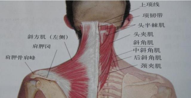颈部肌肉(后面观)