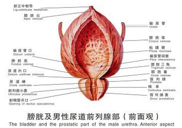 膀胱及男性尿道前列腺部