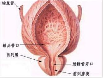 尿道球腺