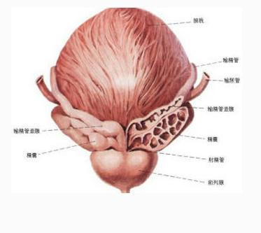 精囊腺结构