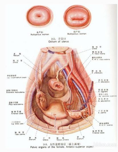 子宫口女性盆腔器官(前上面观)