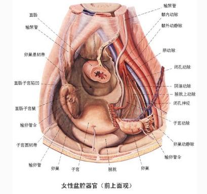 盆腔解剖图