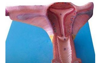 绝经期女性内生殖器官