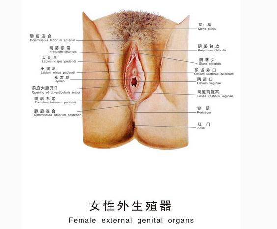 女性外生殖器