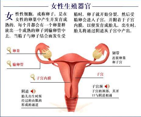 女性生殖器官图