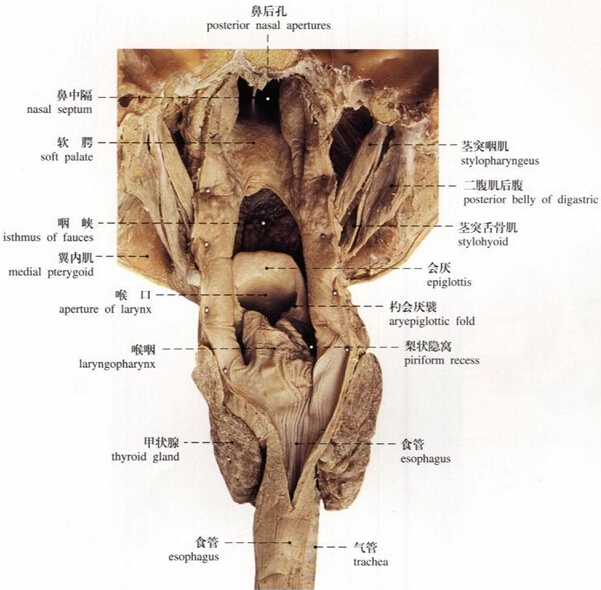 喉咽解剖实图