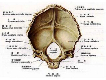 口腔解剖图