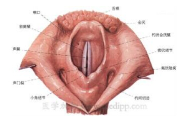 喉上部构造