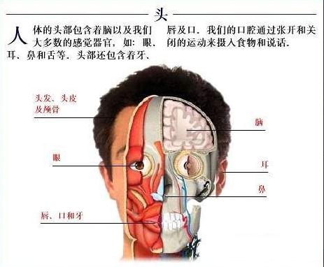 头部解剖大全