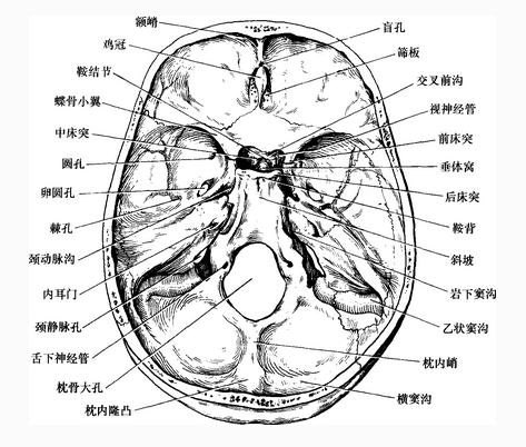 颅底内面