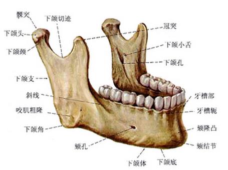 下颌骨(前面观）