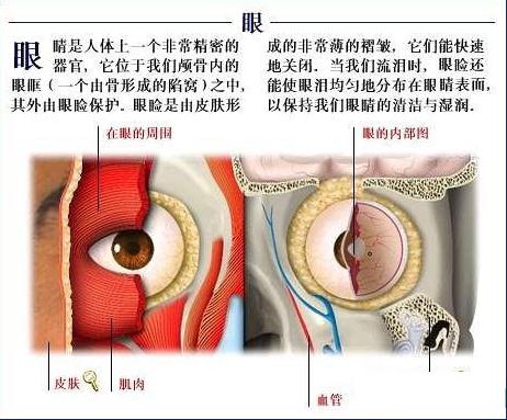 眼解剖图