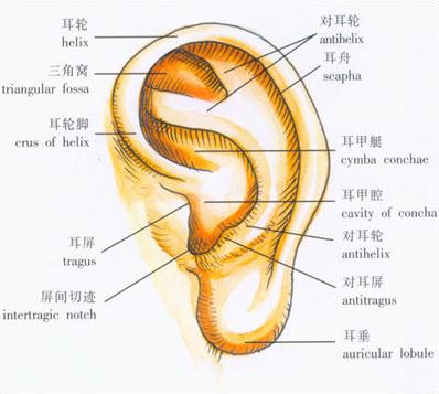 外耳的结构