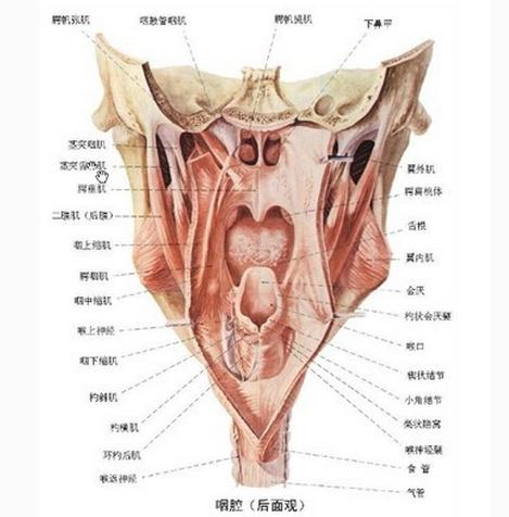 咽腔